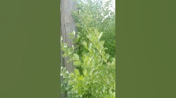 ماشاء الله صوت القارئ روعة##