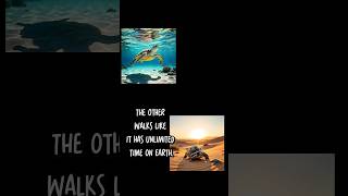 Turtle/tortoise/Alligator/Crocodile#Animals#Wildlife#DidYouKnow#FunnyFacts #Nature#Shorts#YTShorts
