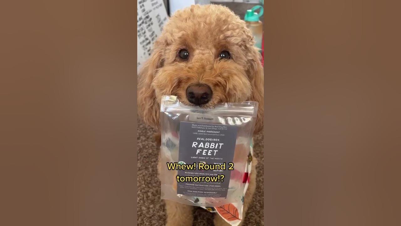 My dog eats a rabbit foot treat from Real Dog Box YouTube