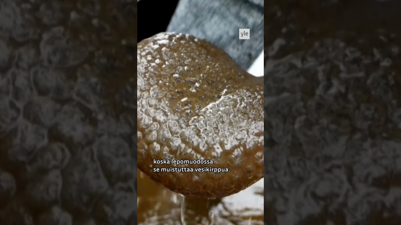 Löllöt hyytelösammaleläimet valtaavat Suomen järviä