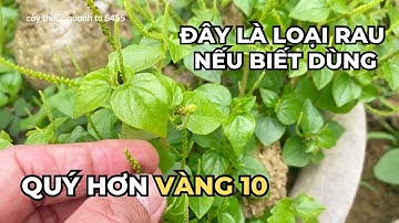 Đây Là Một Loại Rau Nếu Biết Dùng Thì Quý Hơn Vàng 10