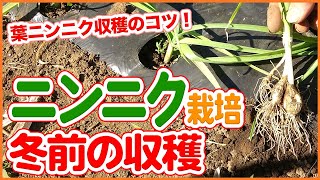 にんにく栽培で冬前の収穫方法！家庭菜園で葉ニンニクの収穫を楽しむコツ！冬前に実施したい保温方法を徹底解説！【農園ライフ】