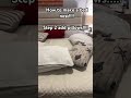 How to make a bed nest full tut #comfy #nest #bed #lifehacks #viral