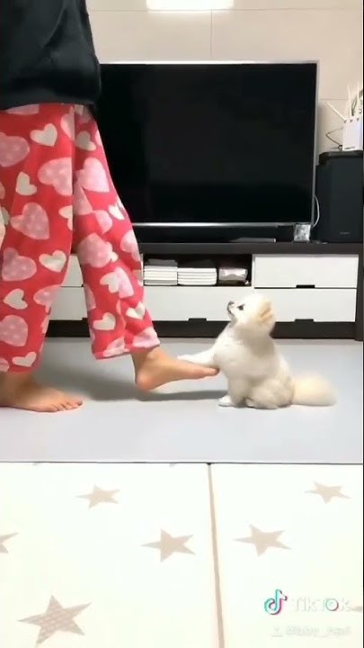 cutedog-dogsoftiktok-dog-cute-puppy-dog-bakery-near-me-youtube