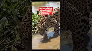 #AnimaisSelvagensNaturezaSelvagem#VidaAnimal#MundoAnimal#ForcaDaNatureza #shortes