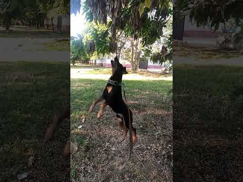 #ягдтерьер #puppy #смешновидео #лучшее #шуточное #позитив #funny #суперсобака #охота #животные