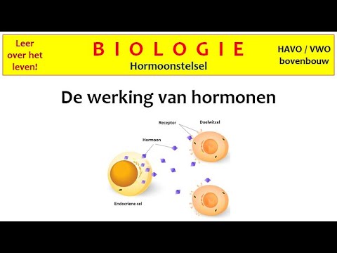 Video: Heeft zowel endocriene als exocriene functies?