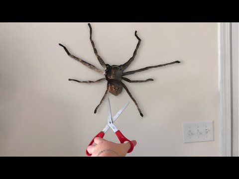 I Can T Get Rid Of This SPIDER 