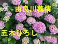 由良川慕情/五木ひろし Cover♪あじさん・・♪