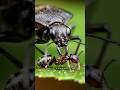 It Kills Ants, Drinks Their Organs & Wears Their Corpses — Meet The Assassin Bug