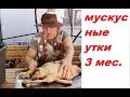 НЕ бывает СТОЛЬКО МЯСА! 3 кг за 3 мес! Работаю пастухом и мне НЕ ПЛАТЯТ!