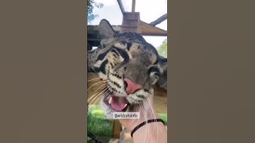 Most  rare wild cats - the clouded leapord #shorts. @wildcatsinfo  #youtubeshorts #animals
