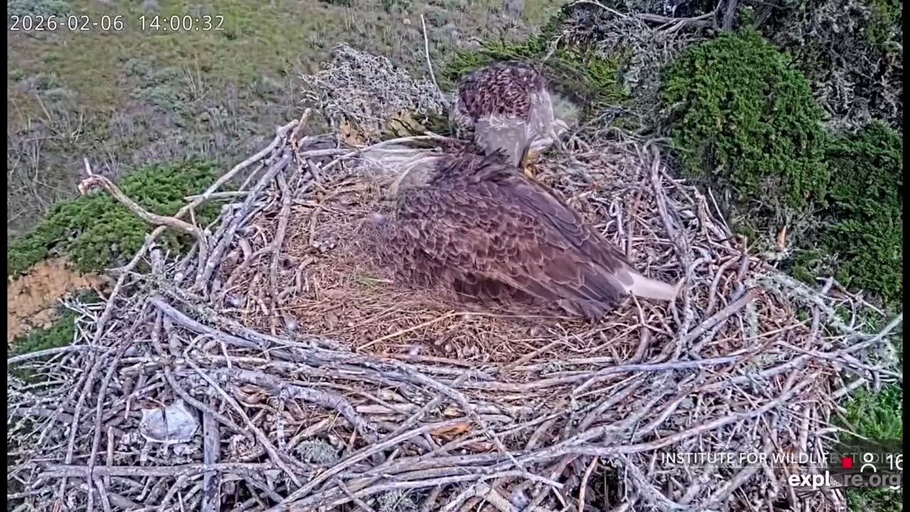 Jak & Audacity- Sauces Eagle Nest❤️02/06/26