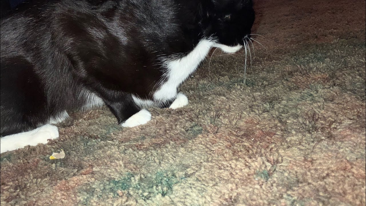 All The Songs My Cat Knows YouTube all-the-songs-my-cat-knows-youtube