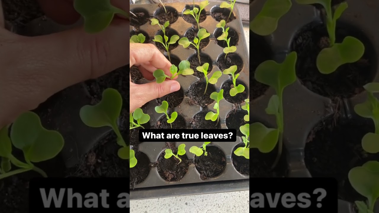 What Are True Leaves?