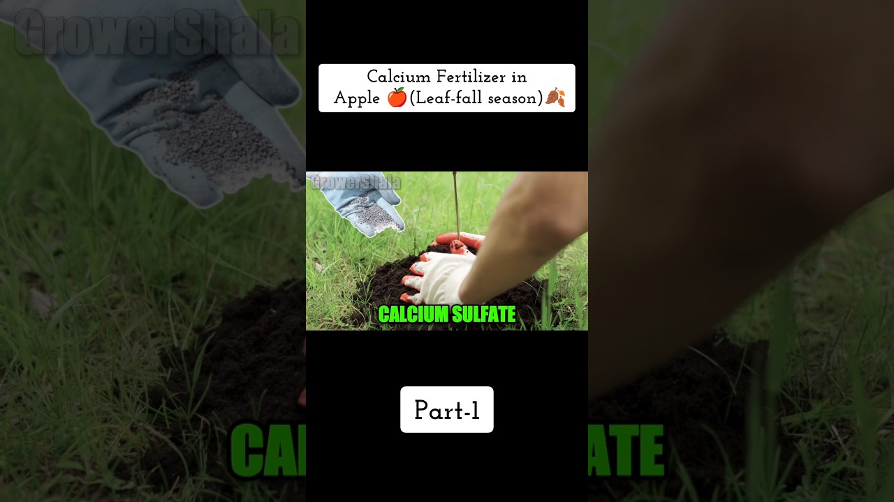 Calcium Fertilizer for Acidic Soil in Apple 🍎🍂 Acidic Soil Treatment