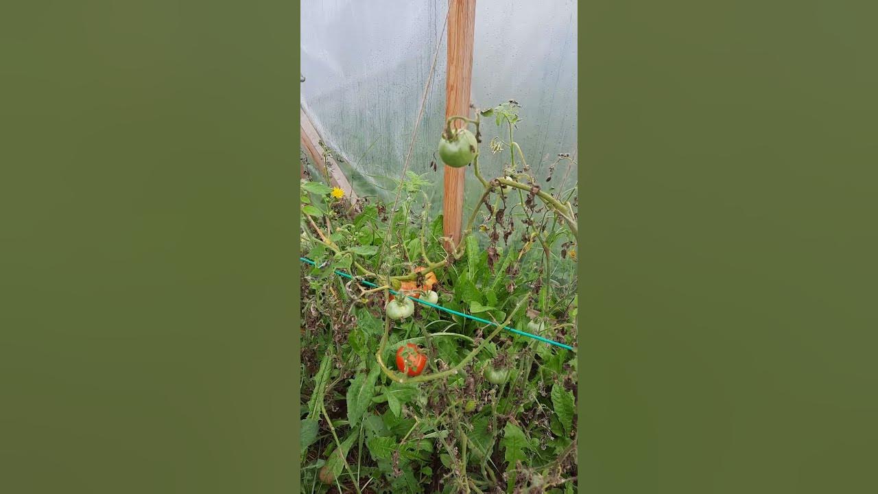 Томаты Розовый мёд и Сибирский скороспелый #инвалидывдеревне # ...