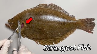 Are Flatfish's Internal Organs Also Flat? - Flatfish Dissection