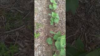 Cow Manure Compost vs Wood Chip Compost on Growing Cucumbers