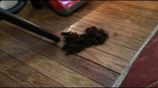 Player Profile DIRT DEVIL VACUUM SUCKS UP HAIR!