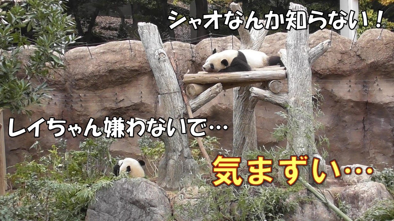 12/15双子パンダ大喧嘩のあとの気まずい雰囲気…レイちゃん完全に怒っ