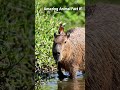 Capybara - Amazing Animals