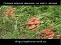 Огород (морковь-лук) в родовом поместье. 2 часть