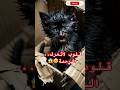 رموها بالزبالة ومشيو شوفوا مين انقذها لايك اشتراك Shorts شورت Viral Cat قطط ذكاء اصطناعي رموها بالزبالة ومشيو شوفوا مين انقذها لايك اشتراك Shorts شورت Viral Cat قطط ذكاء اصطناعي