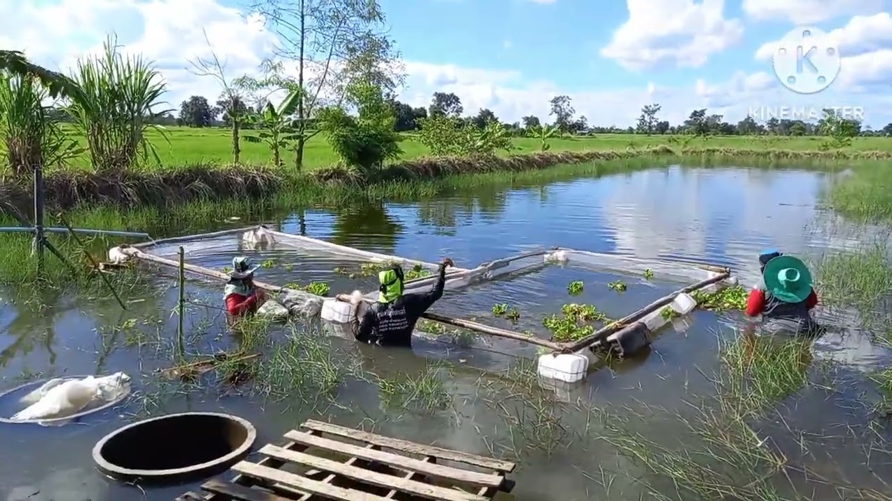 First Time Building A Fish Farm For Cheap. Natural Pond Eco Friendly Fish Farm.