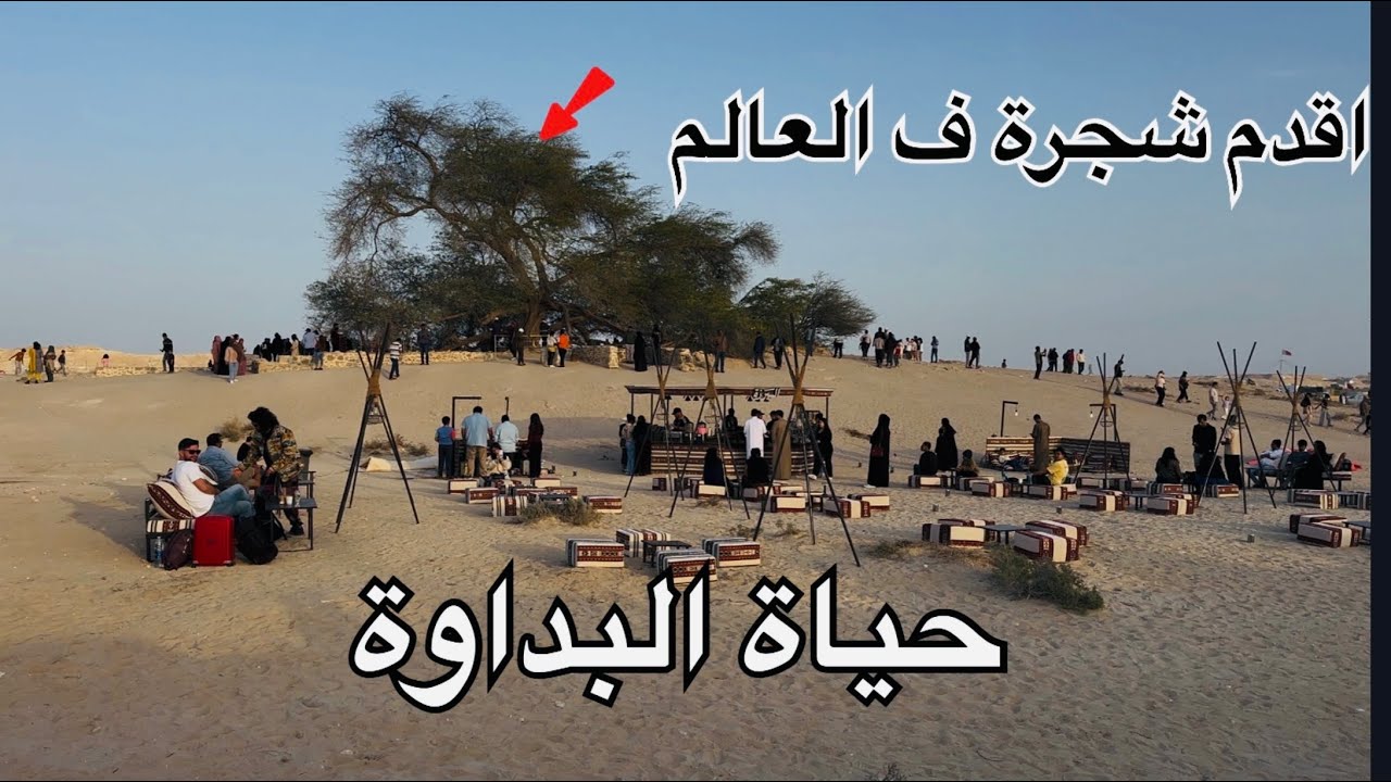 شاهد سبب زيارة الآلاف لهذا المكان الغامض والمثير في البحرين 🇧🇭 tree of life 🎪