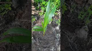 Tipsnya bolo... 35 Alpukat, 4 durian, 4 kelapa, 2 mangga #petanimuda #petani #berkebun #bismillah