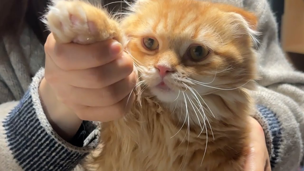 短足マンチカンは距離感を縮めたいッ！！