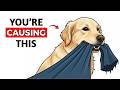 How to Prevent Indoor Accidents with Your Dog Explained in 8 minutes