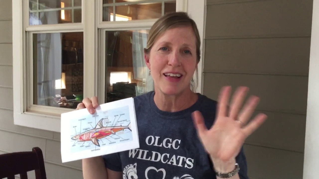 Sharks’ buoyancy YouTube