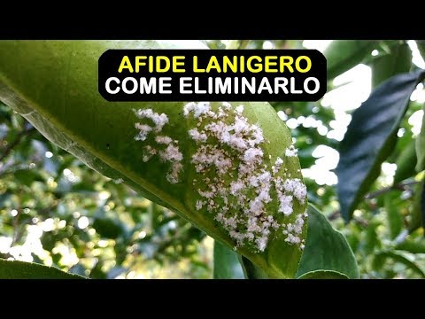 Video: Afide Grigio Della Mela Rossa - Il Nemico Dei Meli