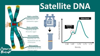 Satellite DNA | Minisatellite and Microsatellite | Short Tandem Repeats | Mol-bio