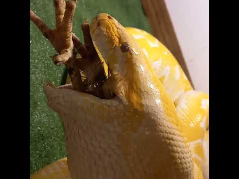 Python bivittatus Python molurus albino