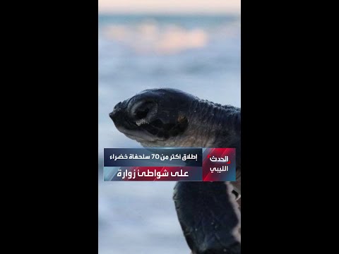 إطلاق أكثر من 70 سلحفاة خضراء على شواطئ زوارة