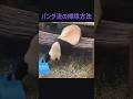 パンダ流の掃除方法