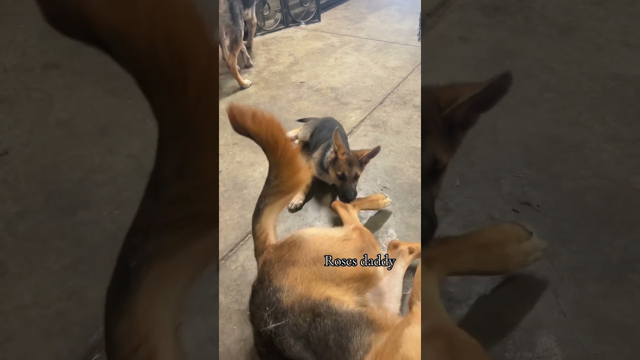 Rose 🌹get to see her mom and dad whenever she wants !