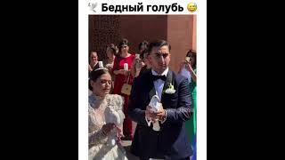 Невеста напугала голубя | Свадьба Оска и Карины | Армянская свадьба | Карина Каспарянц Оск Маркарян