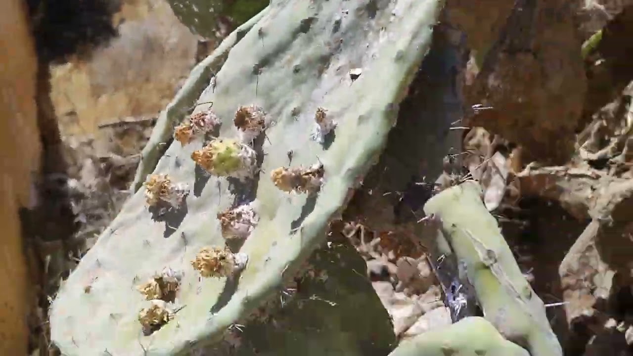 Ifassien Temsamane deel 2 (15-8-2024) افاسيا تمسمان الجزء الثاني