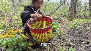 發現兩種山野菜，大家都認識嗎？喜歡吃哪一種？