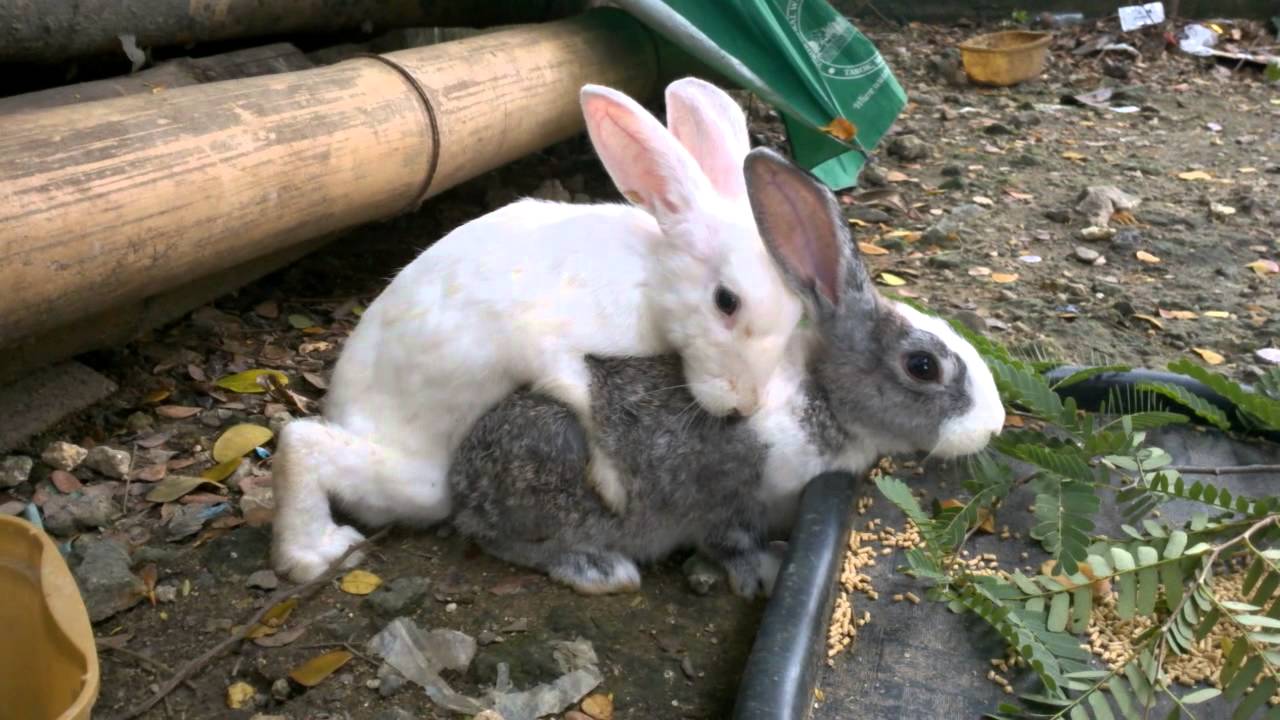 rabbit mating
