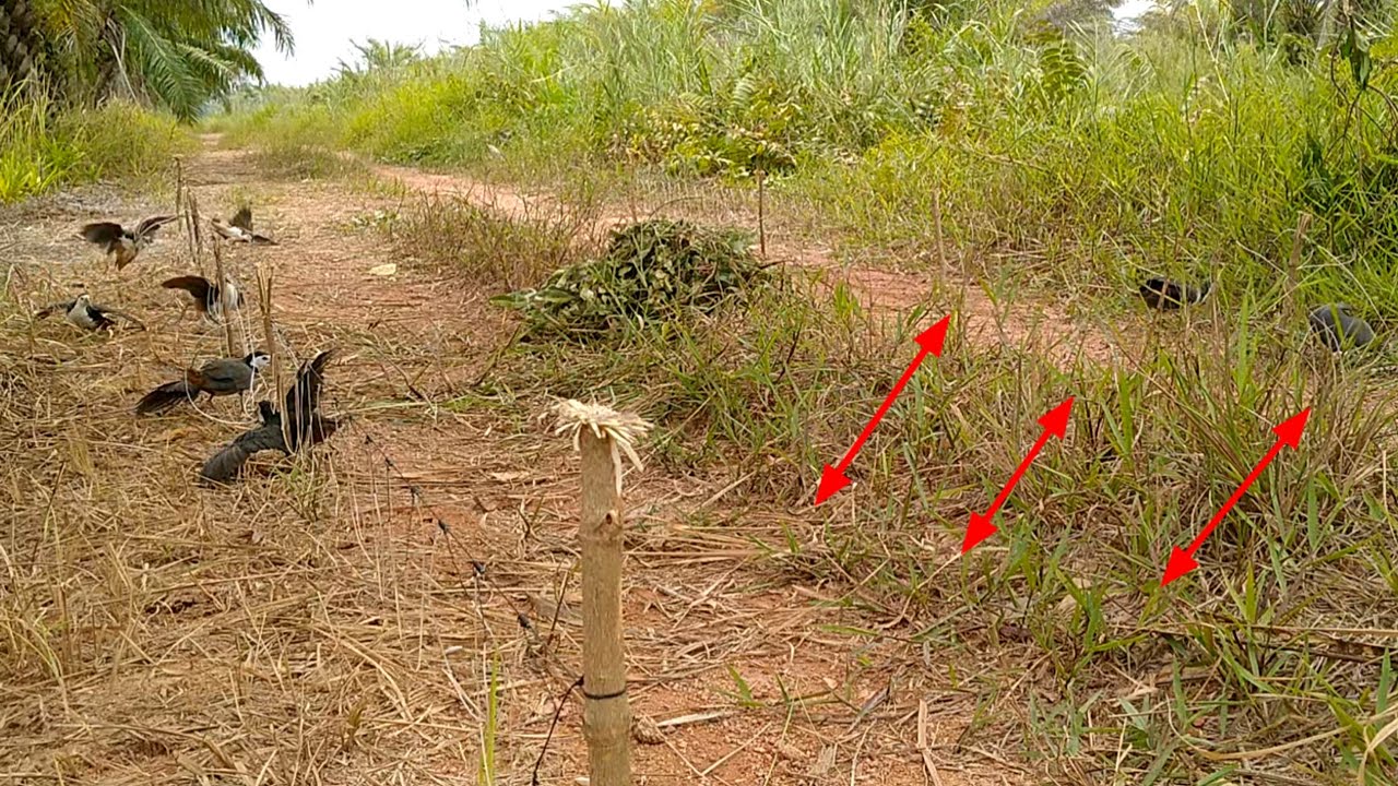 Mikat ruak ruak 20 menit dapat 9 ekor