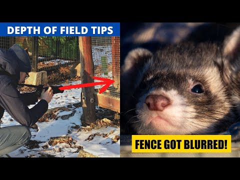 Tips for foreground BLUR: photographing in the ZOO