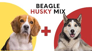 Beagle Husky Mix: Traits, Care Tips, and More!