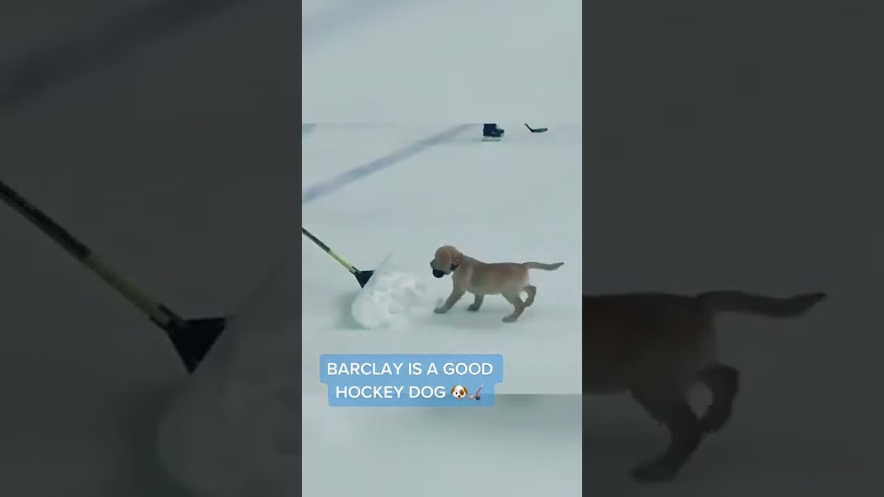 When he was carrying the stick 🥺