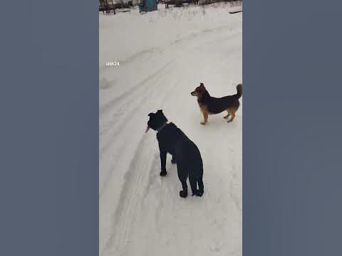 Щенки играют. Ульяновск, Большие Ключищи - YouTube