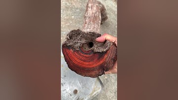 GL rễ trắc đỏ đen krôngpa tinh lõi 10kg đục tiện đều víp ( giá lh0338918991 thương gỗ quý.vn